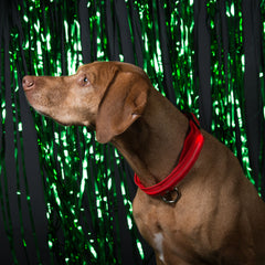 SAFETY LED Dog Pet Light Up Collar Night Glow Adjustable Bright 6 Color XS S L