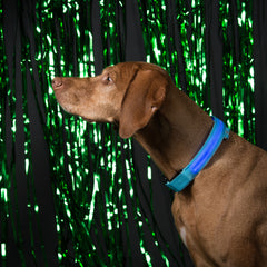 SAFETY LED Dog Pet Light Up Collar Night Glow Adjustable Bright 6 Color XS S L