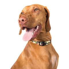 Adjustable Designer Nylon Dog Pet Collars Patterns Colors Durable Woven Soft